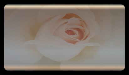 rose texture template background with copy space