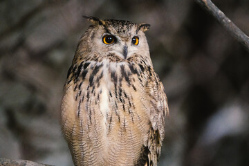 Owl taken in nature forest