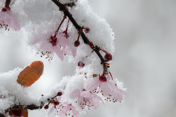 Kirschblüte im Schnee