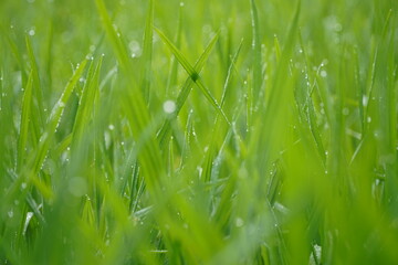 Morning Refreshment....