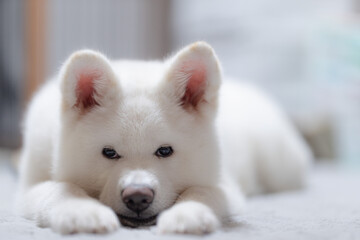 白の秋田犬