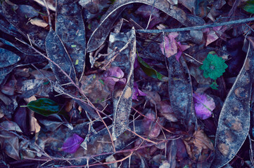 Dry branches and leaves fallen in the forest lie on the ground