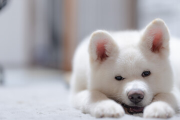 白の秋田犬