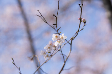 咲き始めの桜