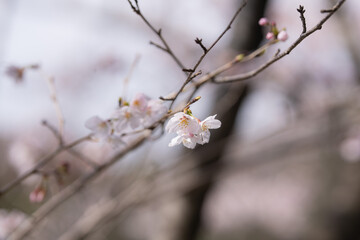 咲き始めの桜