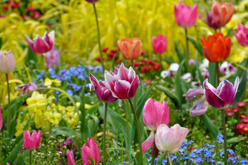 Fototapeta premium Botanischer Garten im Mai, Bunte Blumenwiese mit Tulpen, Vergissmeinnicht und Gold-Flattergras im Botanischen Garten in Gütersloh, NRW