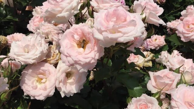 Rose garden and dancing bee