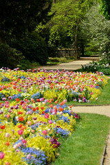 Botanischer Garten im Mai, Bunte Blumenwiese mit Tulpen, Vergissmeinnicht und Gold-Flattergras im Botanischen Garten in Gütersloh, NRW