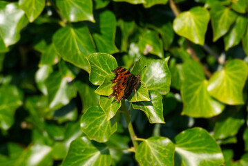 Comma butterfly (Polygonia c-album) with partially open wings sitting on a green plant in Zurich, Switzerland