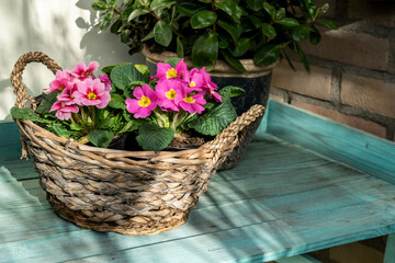 Spring bouquet of purple primroses on a wooden shabby vintage table in the  garden. Floral rustic arrangement in wicker basket, selective focus. 