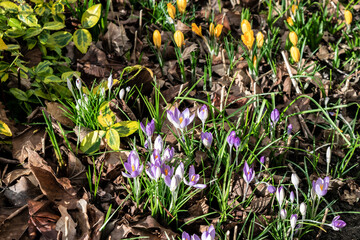 Spring flowers of wild yellow and purple crocuses in the garden. Early flowering plants between dry leaves in spring forest park.