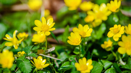 Yellow Lesser celandine flowers in spring on a green natural background

