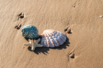 Seashells macro on the sand with sea pebbles. Marine summer sunny background.