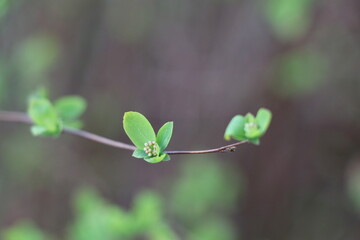 small twig with fresh gleen leafs and tiny flowers budding in the middle