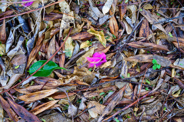 Dry branches and leaves fallen in the forest lie on the ground