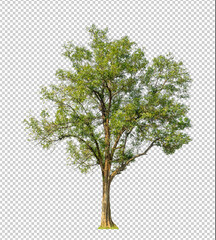 Tree on transparent picture background with clipping path, single tree with clipping path and alpha...