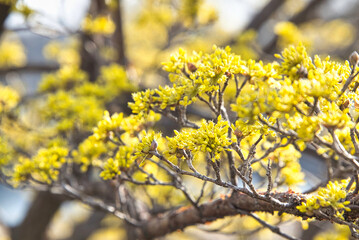 春爛漫　黄色い花を枝いっぱいにつけたサンシュユの美しい風景