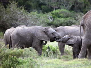 Baby elephant interacting with another young elephant, Eastern Cape, South Africa
