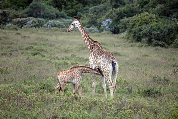 Baby giraffe suckling, Eastern Cape, South Africa

