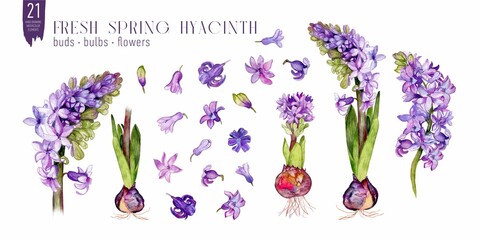 Set of hyacinth flowers. Watercolor buds, petals and bulbs
