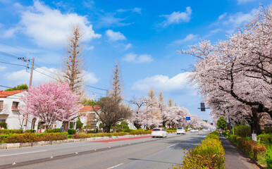 国立市　桜満開の大学通り