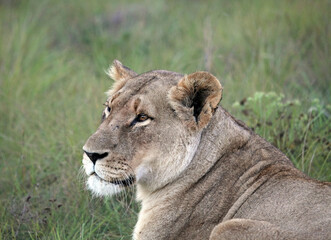 Portrait of a lioness, Eastern Cape, South Africa

