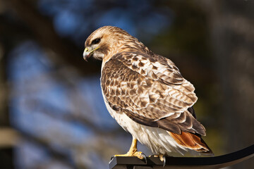 Red-tailed Hawk perched