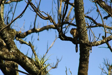 Guira Guira o Pirincho 