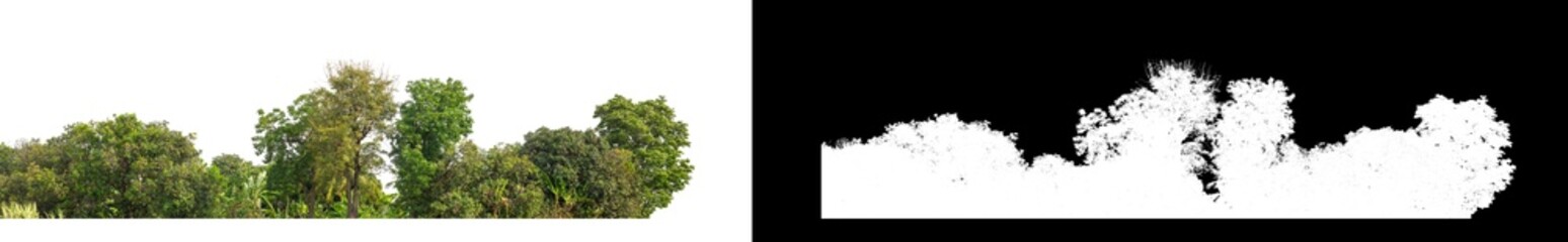 Fototapeta premium Green Trees isolated on white background.are Forest and foliage in summer for both printing and web pageswith cut path and alpha channel.