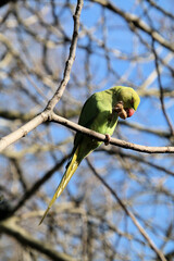 A close up of a Ring Necked Parakeet