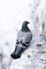 Gray wild pigeon sits on a snowy window sill in winter