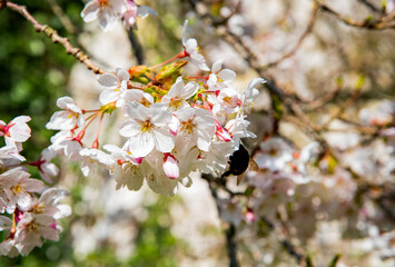 White blossom cherry tree