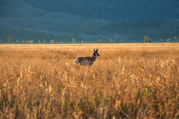 Pronghorn at Grand Teton National Park