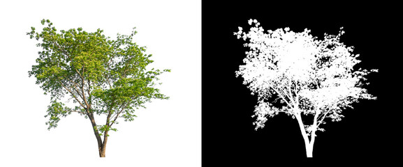 Tree on transparent picture background with clipping path, single tree with clipping path and alpha...