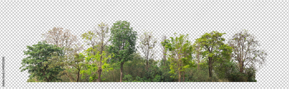 Fototapete Green Trees isolated on white background.are Forest and foliage in summer for both printing and web pageswith cut path and alpha channel