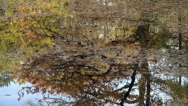 Herbst, Spiegelung auf einem Teich