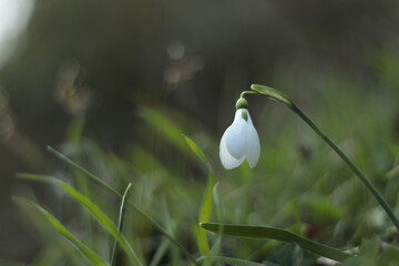 Purple snowdrop flowers, the harbinger of spring, It usually grows in forests, at the bottom of trees and near streams.