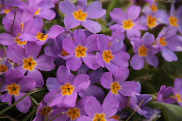The harbinger of spring, purple-colored Primroses Usually grows in forests, at the bottom of trees and on the banks of streams.