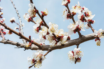 flowering branch of fruit dever. For an article about spring, flowering, printing on a calendar.
