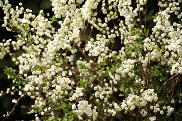 pianta con piccole fiori bianchi primaverili ed estivi