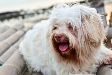 Cute white dog sleeping on bamboo logs