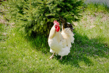 rooster feeding on rural barnyard on green grass. Hens on backyard in free range poultry eco farm. poultry farming concept.chicken coop in sunny summer day