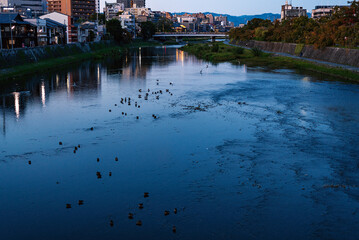 Obraz premium 京都 鴨川の夕景