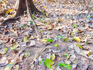  Dry leaves, fall into the ground