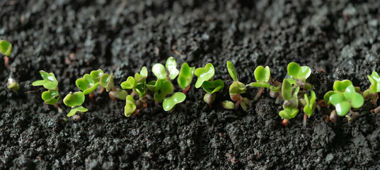 Sprouted seedlings of sown radish in a row. Radish microgreens. Germination of microgreens. Germination of seeds at home. Vegan and healthy food concept. Growing sprouts. organic food