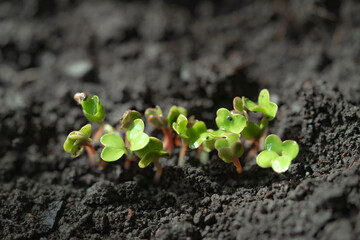 Sprouted seedlings of sown radish in a row. Radish microgreens. Germination of microgreens....