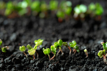 Sprouted seedlings of sown radish in a row. Radish microgreens. Germination of microgreens....