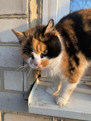 cat on the window