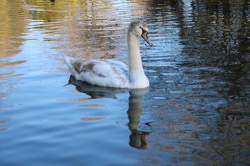 swan lake animal swans macro