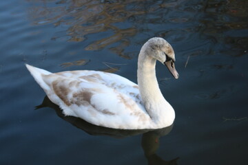 swan lake animal swans macro